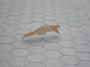 tflyingsquirrel